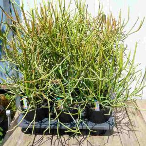 ミルクブッシュ 5号鉢 緑さんご 観葉植物 多...の詳細画像2
