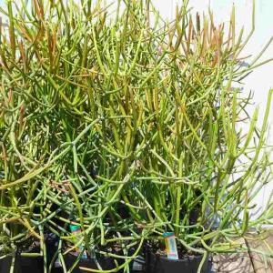 ミルクブッシュ 5号鉢 緑さんご 観葉植物 多...の詳細画像3