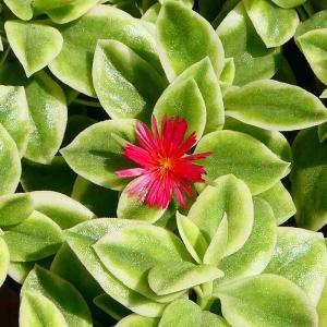 ストレリチア オーガスタ 極楽鳥花 3株植え 7号鉢 観葉植物 : お花処