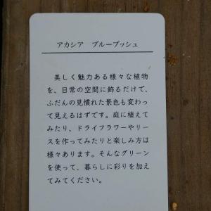 アカシア ブルーブッシュ 4号 苗木 シンボル...の詳細画像3