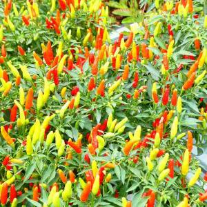 お花処 昌山園 新入荷商品 8月25日 31日 Yahoo ショッピング