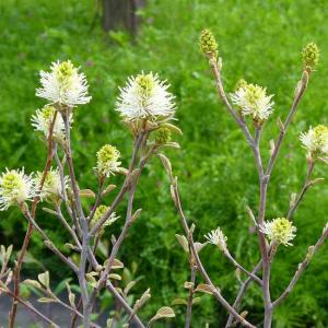 ギンモクセイ 苗 七変化 銀木犀 5号 金木犀の白花 香りの花 250825