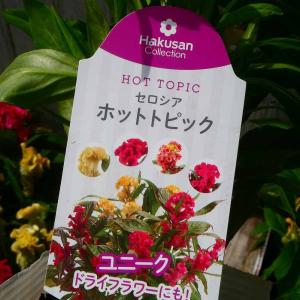 ケイトウ 苗 ホットトピック イエロー 3.5...の詳細画像2