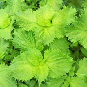 青じそ 苗 アオジソ シソ 紫蘇 3.5号 野菜苗 家庭菜園 香味野菜 ハーブ ガーデニング　260416
