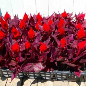 ケイトウ 苗 鶏頭 スマートルック 赤花 赤葉...の詳細画像3