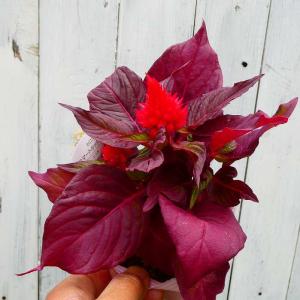 ケイトウ 苗 鶏頭 スマートルック 赤花 赤葉...の詳細画像4