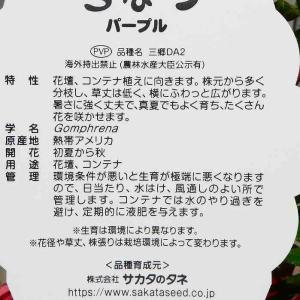 千日紅 苗 ちなつ パープル 矮性 3.5号ポ...の詳細画像4