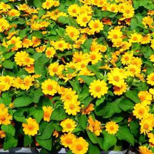 メランポジューム 苗 3.5号 苗 夏花壇 ガ...の詳細画像3