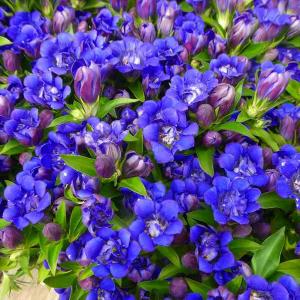 孔雀サボテン ホワイトマジック 白花 5号鉢 多肉植物 充実株 260616