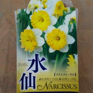 水仙 球根 アイスフォーリス 2球入り スイセ...の詳細画像1