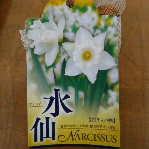 水仙 球根 白ラッパ咲き 2球入り スイセン ...の詳細画像1