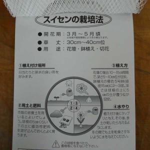 水仙 球根 白ラッパ咲き 2球入り スイセン ...の詳細画像3