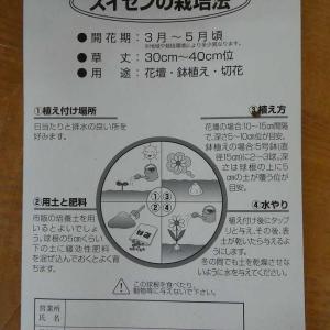 スノーフレーク 球根 2球 スズラン水仙 スイ...の詳細画像3