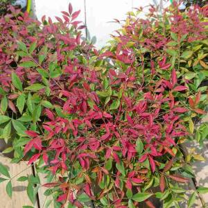 ボケ 紅牡丹 赤花 4号鉢 盆栽素材 木瓜 春の花 251203 : お花処 昌山園