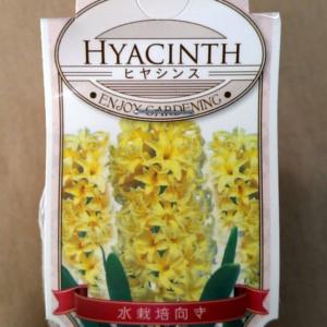 ヒヤシンス 球根 黄花 1球 水栽培用 大球 秋植え ヒアシンス 山野草 宿根草