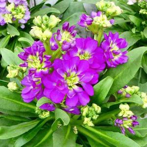 ストック 苗 キスミー 花色お任せ 3.5号 ...の詳細画像3