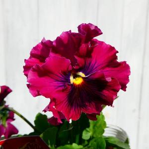 宿根ネギ（さつき姫） : 日本花卉ガーデンセンターYahoo!店 - 通販