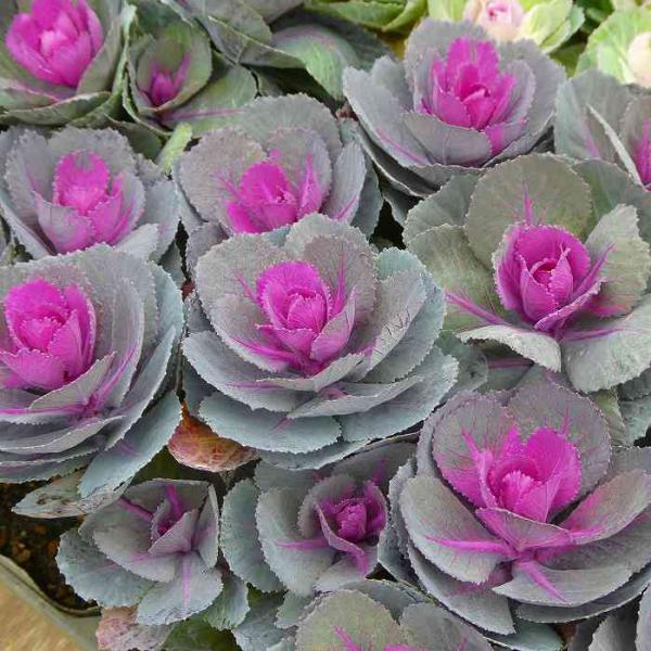 葉牡丹 苗 春の紅 踊り葉牡丹 赤葉 丸葉 3.5号ポット 冬の花壇苗 251125