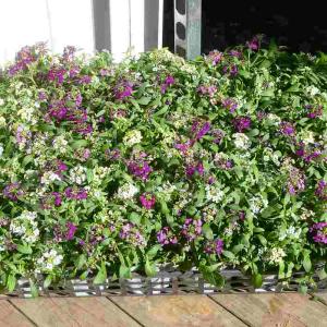 アリッサム 1ポット 苗 多色寄せ植え 花色お...の詳細画像3