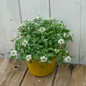 アリッサム 苗 白花 3.5号 香りの花 冬の...の詳細画像1