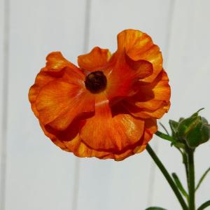 珍しい花の商品一覧 通販 Yahoo ショッピング