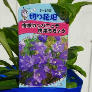 桃葉桔梗 苗 青花 3号 モモバキキョウ カンパニュラ 山野草 耐寒性 宿根草 青花 251120