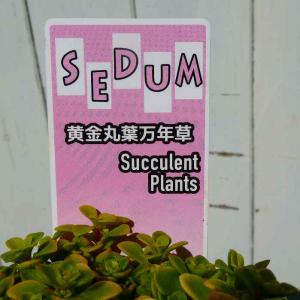 セダム 苗 黄金丸葉万年草 2.5号 多肉植物...の詳細画像2