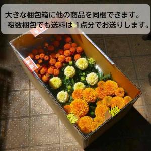 セダム 苗 黄金丸葉万年草 2.5号 多肉植物...の詳細画像5