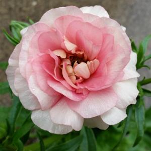 ラナンキュラス ラックス アリアドネ 苗 4号ポット 耐寒性