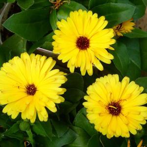 カレンジュラ 苗 エミフル マロン 黄花 きんせんか 冬花壇 花壇苗 260303