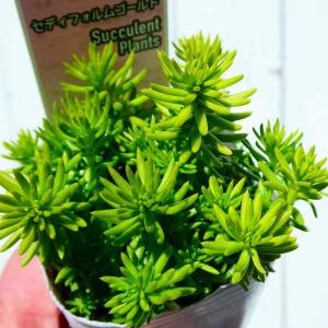 【値下げ早いもの勝ち！】オシャレな観葉植物をお探しの方へ⋰シェフレラ・コンパクタ⋰曲がり樹形 値引きセール 観葉植物 シェフレラ コンパクタ 3.5号 丈夫 育てやすい