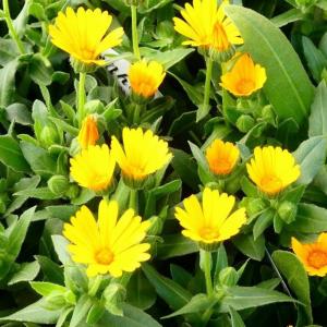 冬知らず 苗 キンセンカ カレンジュラ 3.5号 小輪カレンジュラ 花苗 耐寒性 花壇苗