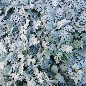 白妙菊 苗 3.5号 寄せ植えに ガーデニング 冬のシルバーリーフ 定番 耐寒性強 260915