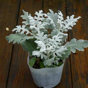 白妙菊 苗 3.5号 寄せ植えに ガーデニング...の詳細画像1