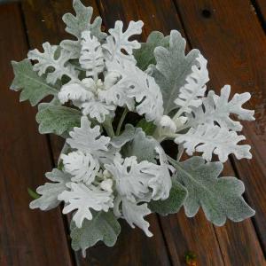 白妙菊 苗 3.5号 寄せ植えに ガーデニング...の詳細画像2