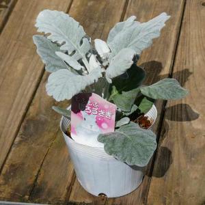 白妙菊 苗 もふもふしろうさぎ 3.5号 シル...の詳細画像1
