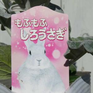 白妙菊 苗 もふもふしろうさぎ 3.5号 シル...の詳細画像2