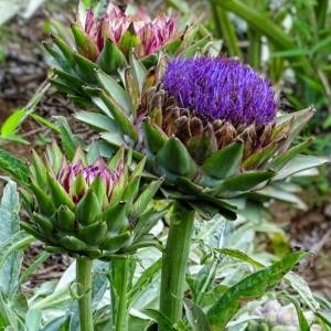 山椒 苗 葉山椒 4.5号 ハザンショウ サンショウ ハーブ 苗木 野菜苗