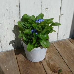 忘れな草 苗 3.5号 ブルー 青花 ワスレナ...の詳細画像2