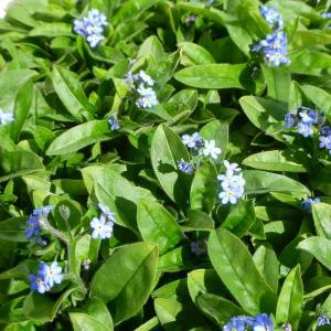 忘れな草 苗 3.5号 ブルー 青花 ワスレナ...の詳細画像3