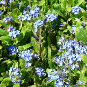 忘れな草 苗 3.5号 ブルー 青花 ワスレナ...の詳細画像4