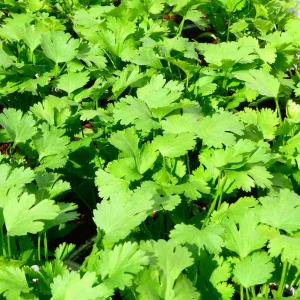 パクチー 苗 3.5号 香菜 コリアンダー シャンツァイ 野菜苗 クッキングハーブ　260331