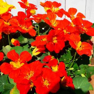 エディブルフラワー苗の商品一覧 通販 Yahoo ショッピング