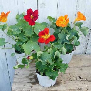 エディブルフラワー苗の商品一覧 通販 Yahoo ショッピング