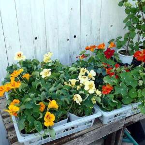 エディブルフラワー苗の商品一覧 通販 Yahoo ショッピング