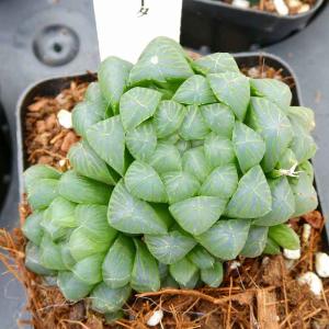 ハオルチア トゥルンカータ 苗 3号 多肉植物　260224