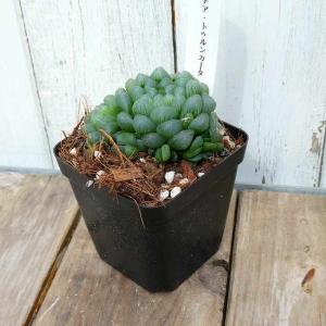 ハオルチア トゥルンカータ 苗 3号 多肉植物...の詳細画像1