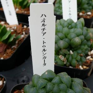 ハオルチア トゥルンカータ 苗 3号 多肉植物...の詳細画像2