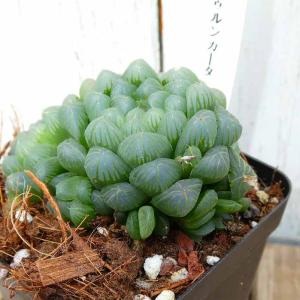 ハオルチア トゥルンカータ 苗 3号 多肉植物...の詳細画像3