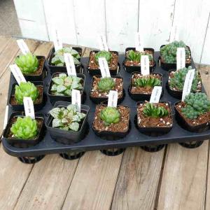ハオルチア トゥルンカータ 苗 3号 多肉植物...の詳細画像4
